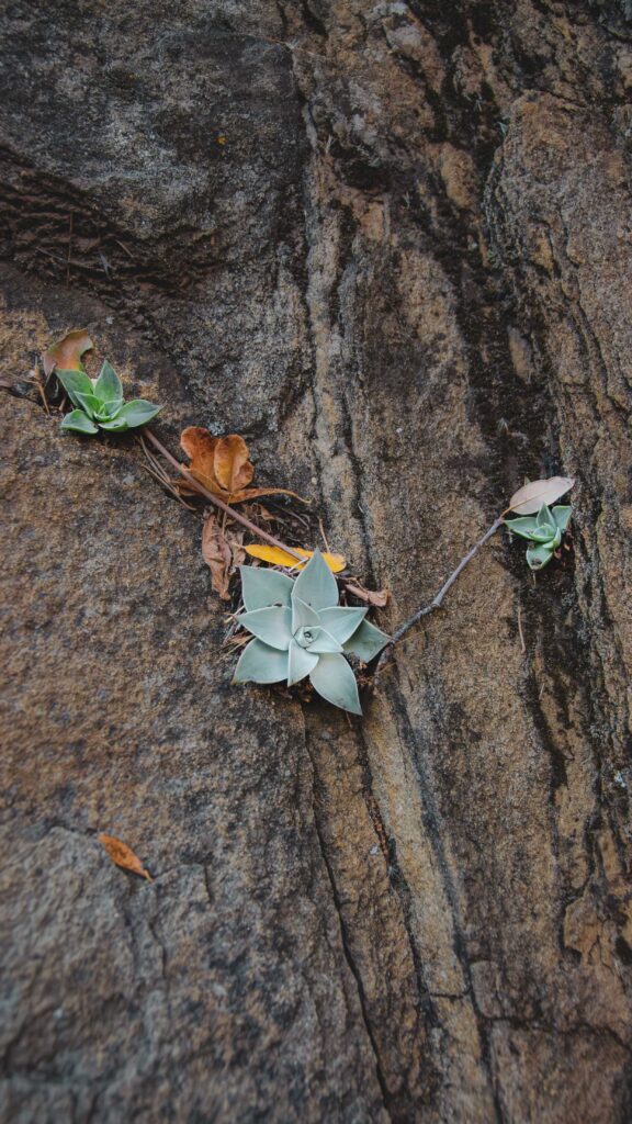 bwsucculents2 denoise bwsucculents2 denoise